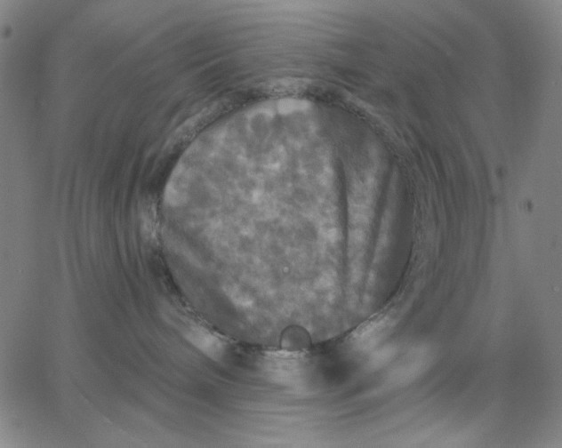 X0000067370240200604131849