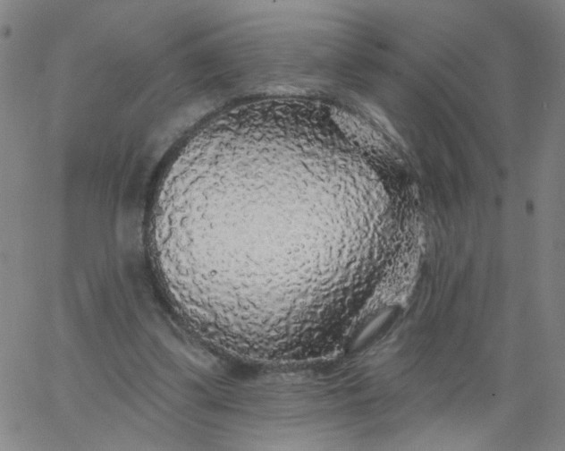 X0000067370299200604131848