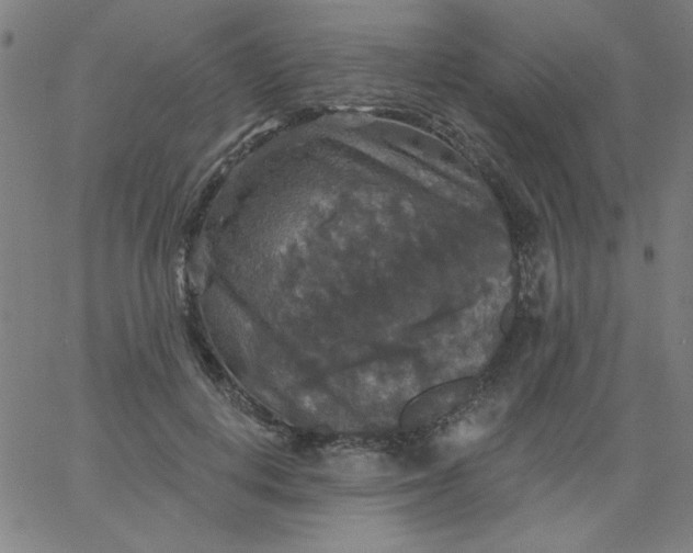 X0000067370648200604131842