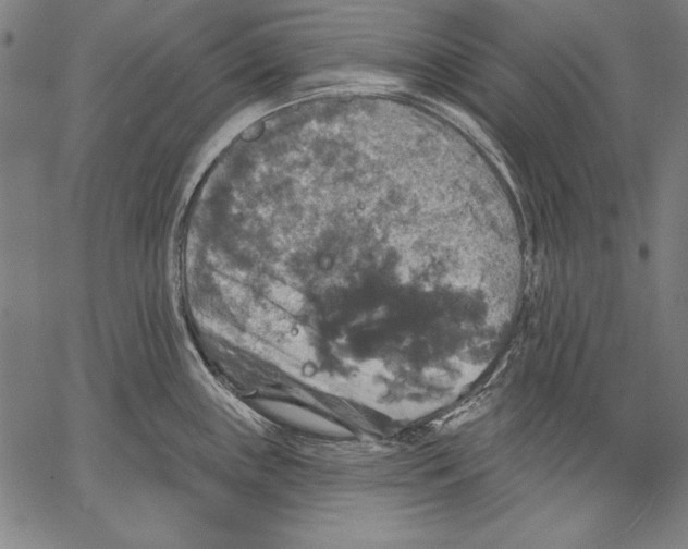 X0000067371243200604211534