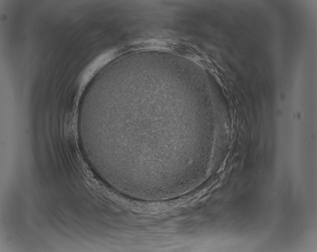 X0000067380006200603311222