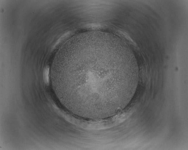 X0000067380024200603311222