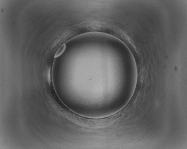 X0000067380027200603311222