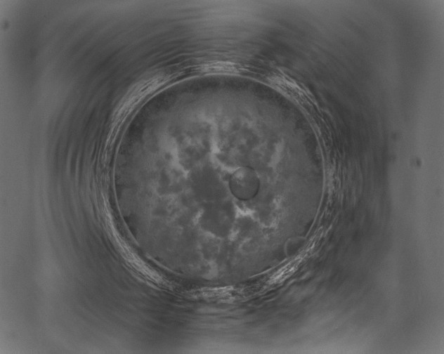 X0000067380049200603311221