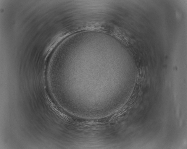 X0000067380098200603311221