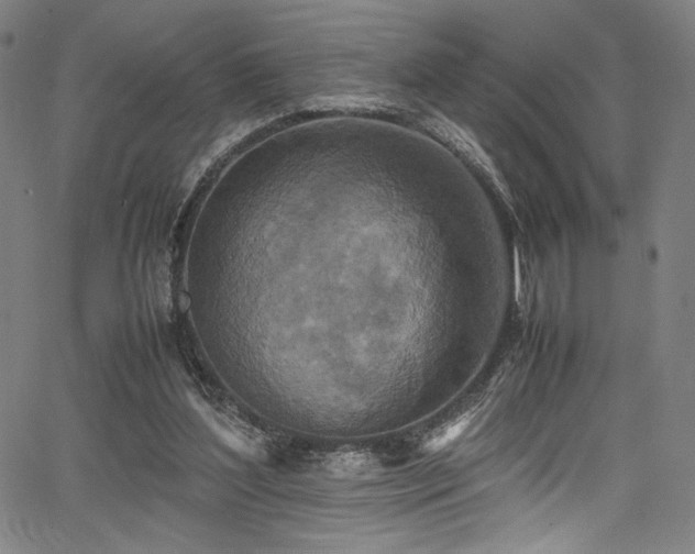 X0000067380204200603311219