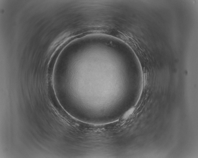 X0000067380243200603311218