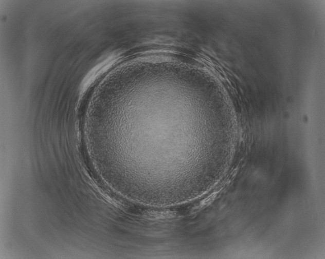 X0000067380245200603311218