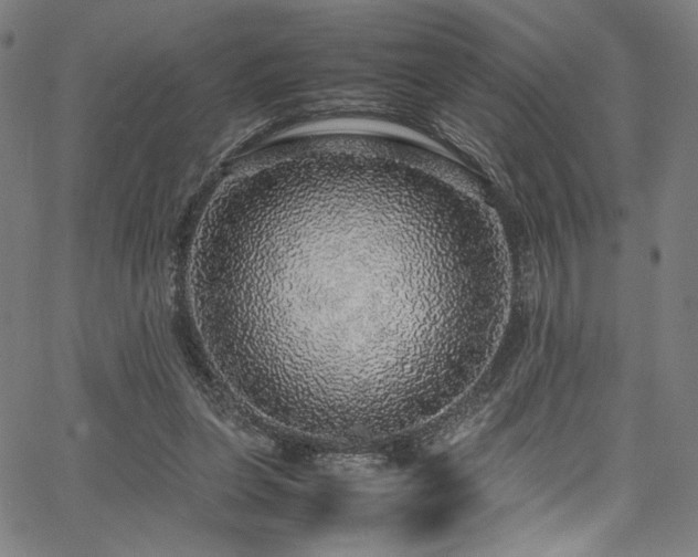 X0000067380255200603311218