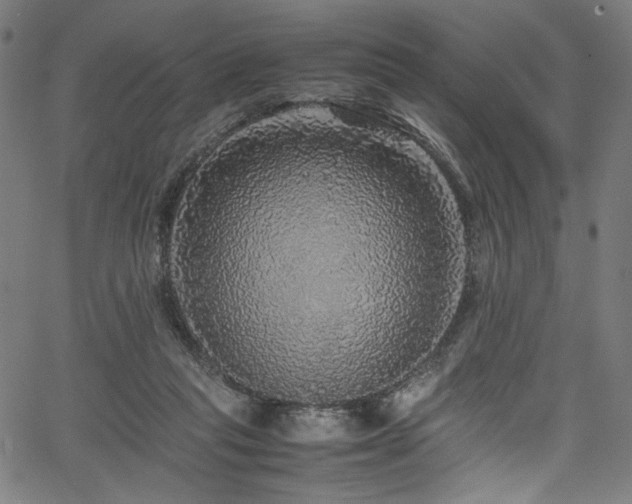 X0000067380261200603311218