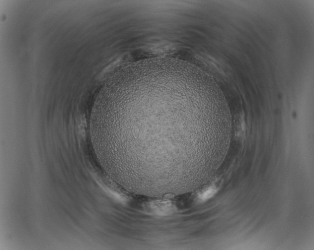 X0000067380279200603311218