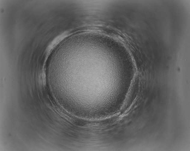 X0000067380294200603311217