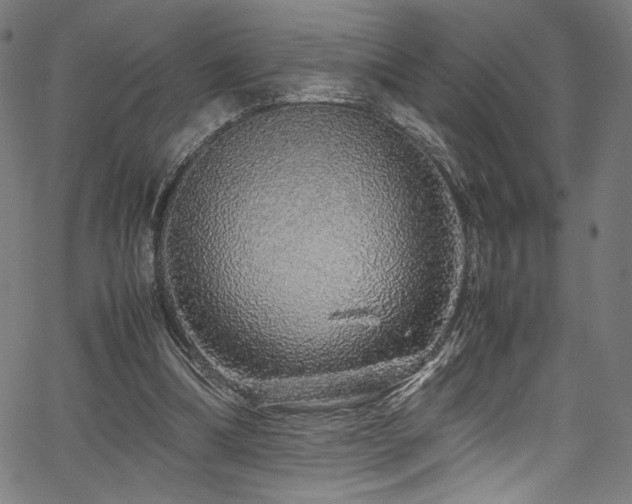 X0000067380298200603311217