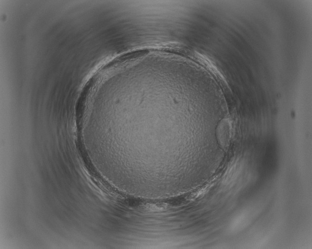 X0000067380346200603311216