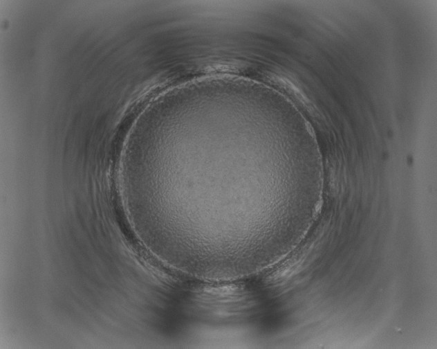 X0000067380357200603311216