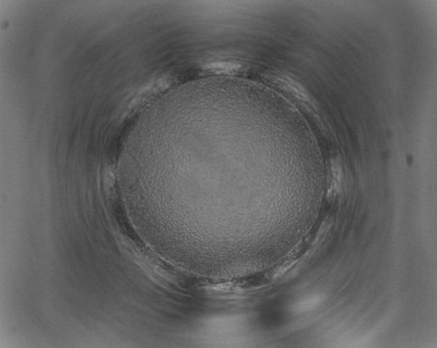 X0000067380365200603311216