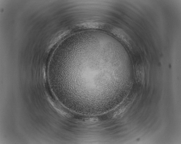 X0000067380398200603311216