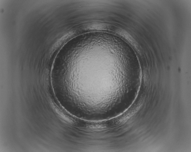 X0000067380445200603311215