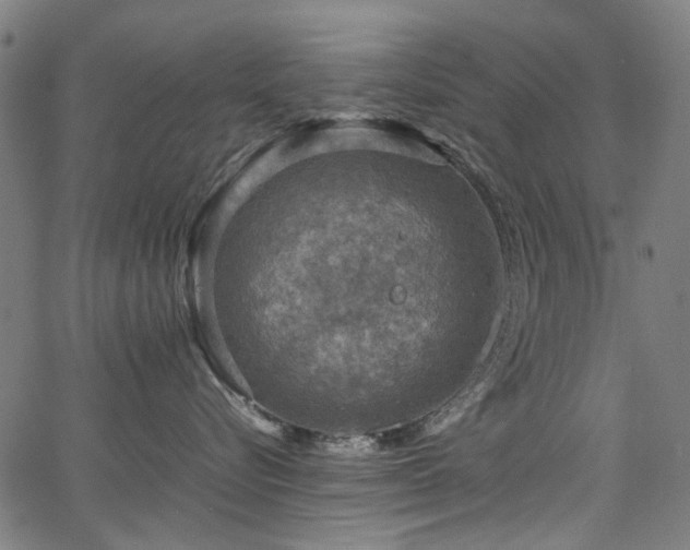 X0000067380576200603311214