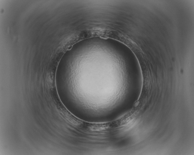 X0000067380661200603311212