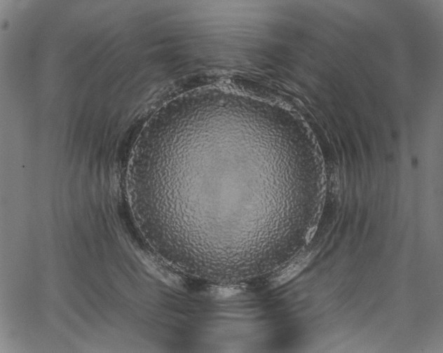 X0000067380662200603311212