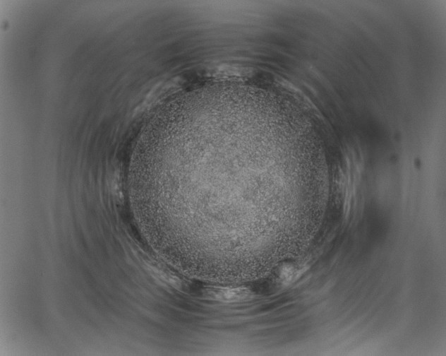 X0000067380663200603311212