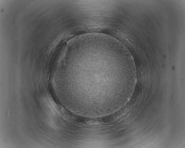 X0000067380742200603311210