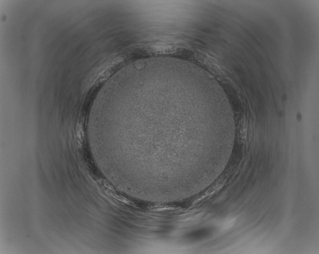 X0000067380746200603311210
