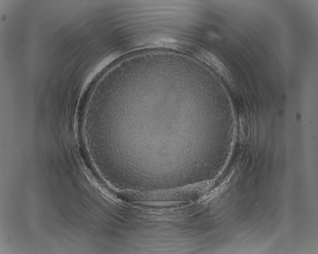 X0000067380780200603311209