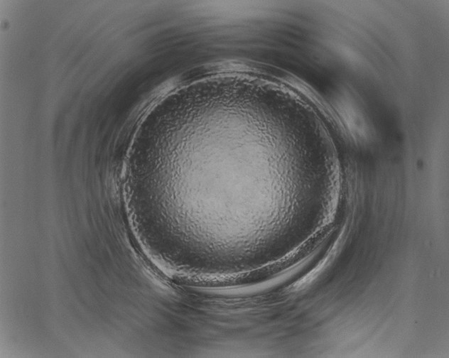 X0000067380857200603311209