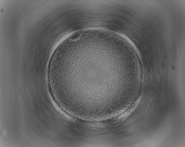 X0000067380957200603311207