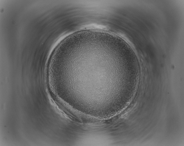 X0000067381008200603311206
