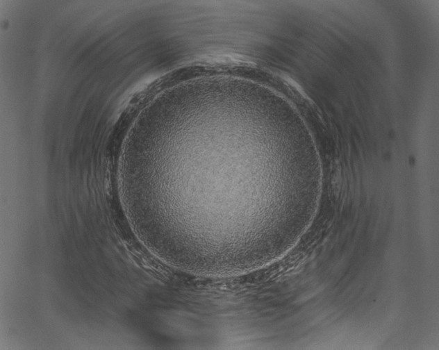X0000067381016200603311205