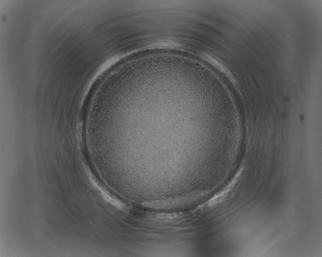 X0000067381029200603311205