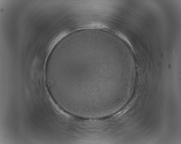 X0000067381087200603311204