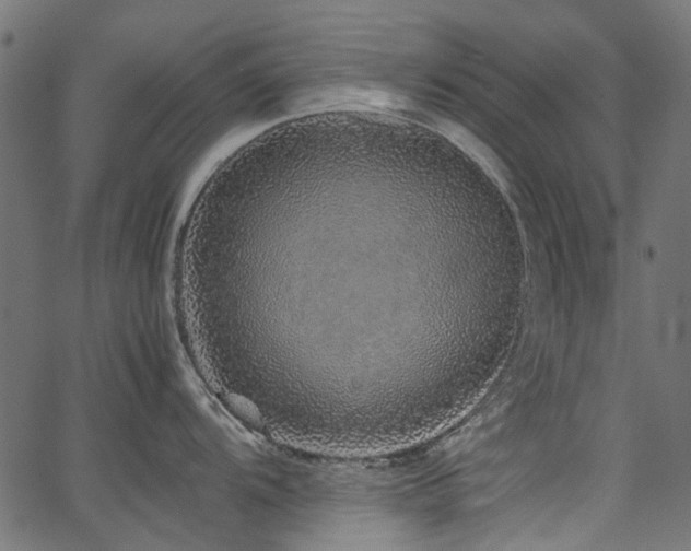 X0000067381104200603311204