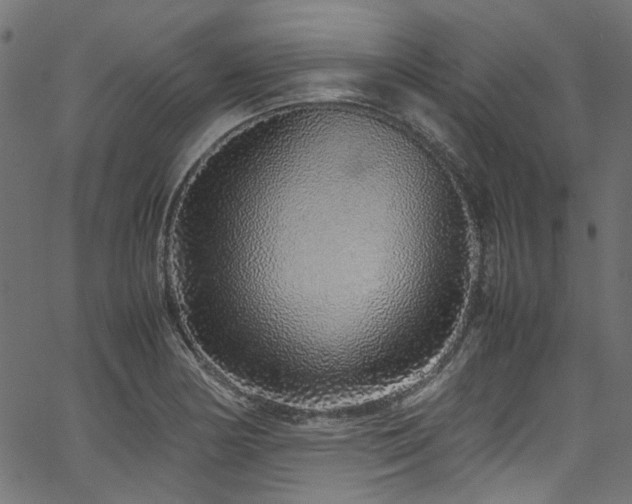 X0000067381178200603311203