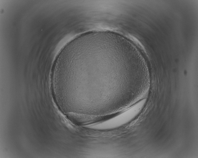 X0000067381183200603311203