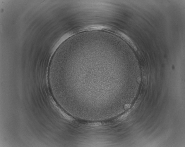 X0000067381186200603311203