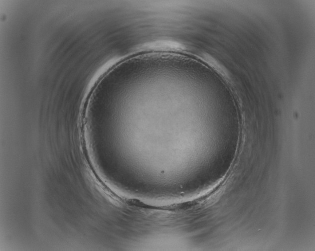 X0000067381248200603311202