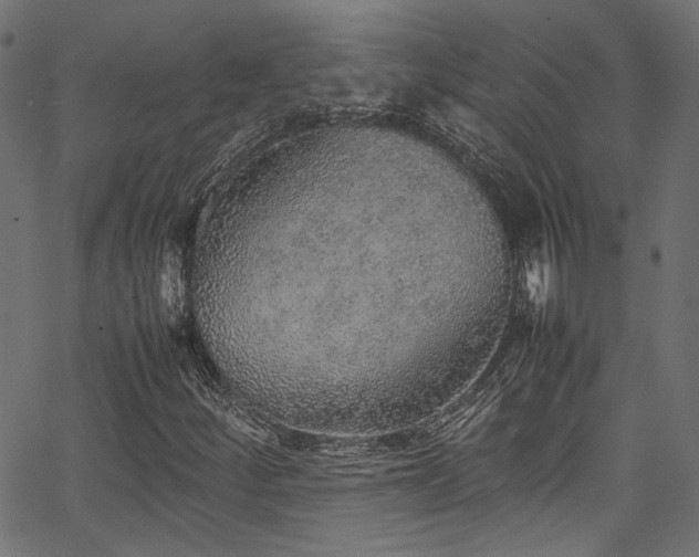 X0000067381252200603311202