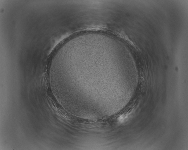 X0000067381256200603311202