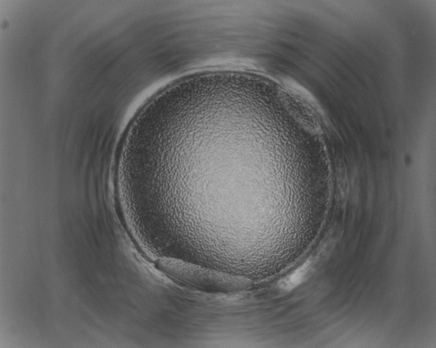 X0000067381288200603311201