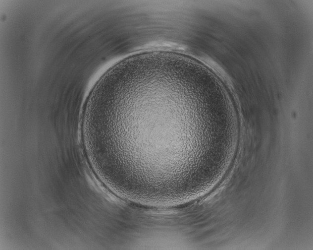 X0000067381296200603311201