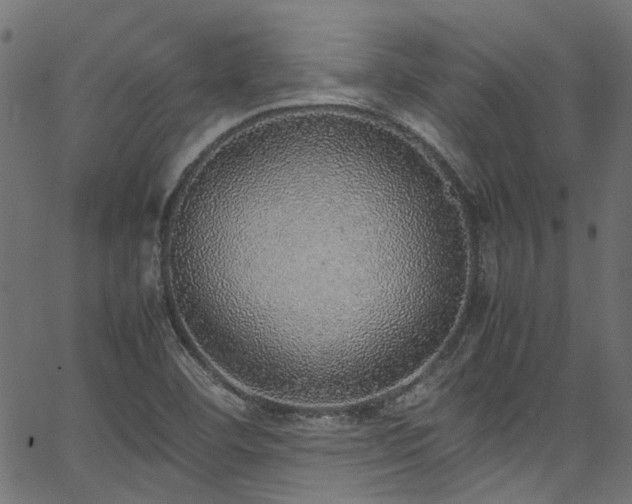 X0000067381460200603311158