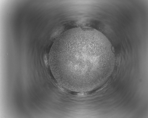 X0000067380335200604031106