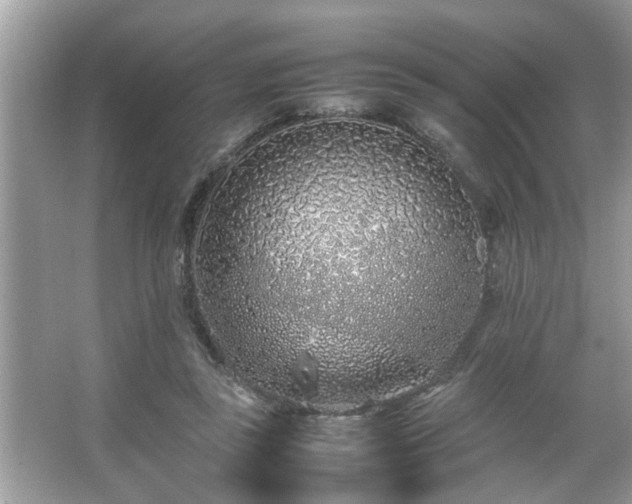 X0000067380355200604031105