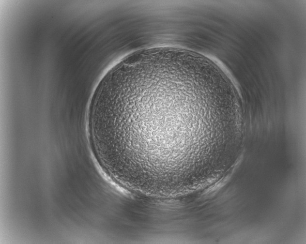 X0000067380957200604031056