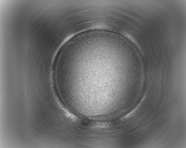 X0000067381029200604031054