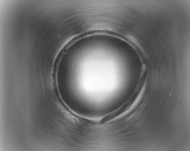 X0000067381068200604031053